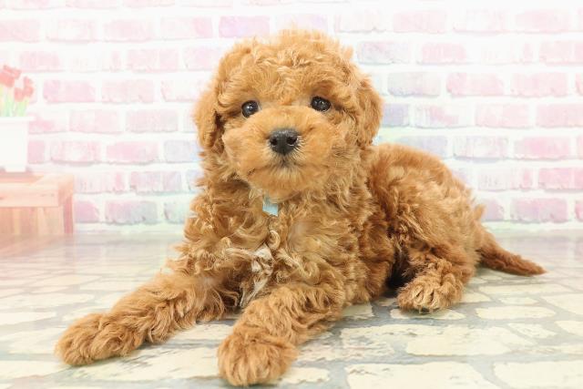 埼玉県のトイプードル(トイ) (Coo&RIKUヤオコー幸手店/2025年11月9日生まれ/男の子/レッド)の子犬の2枚目の画像