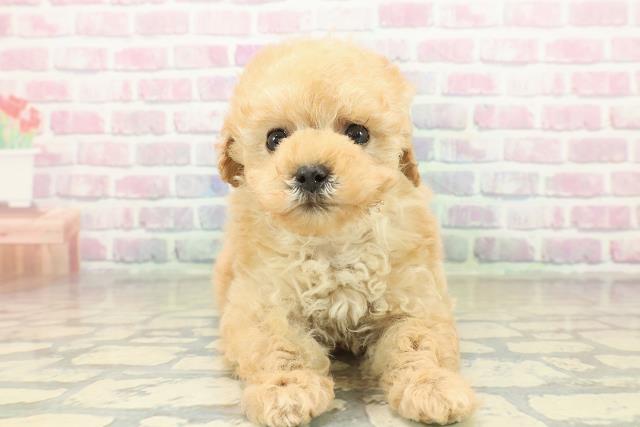 福島県のトイプードル(トイ) (Coo&RIKUいわき店/2025年11月9日生まれ/女の子/アプリコット)の子犬の1枚目の画像