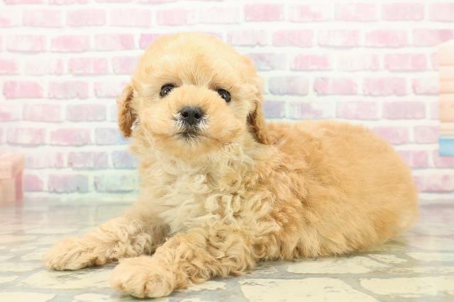 福島県のトイプードル(トイ) (Coo&RIKUいわき店/2025年11月9日生まれ/女の子/アプリコット)の子犬の2枚目の画像