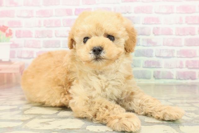 福島県のトイプードル(トイ) (Coo&RIKUいわき店/2025年11月9日生まれ/女の子/アプリコット)の子犬の3枚目の画像