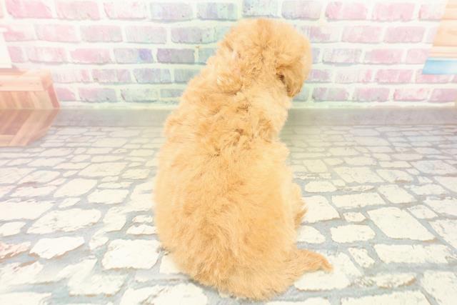 福島県のトイプードル(トイ) (Coo&RIKUいわき店/2025年11月9日生まれ/女の子/アプリコット)の子犬の4枚目の画像