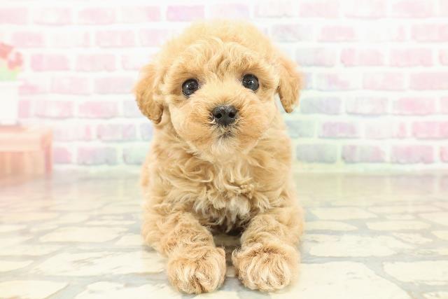 新潟県のトイプードル(トイ) (Coo&RIKUイオンモール新発田店/2025年11月9日生まれ/女の子/アプリコット)の子犬の1枚目の画像