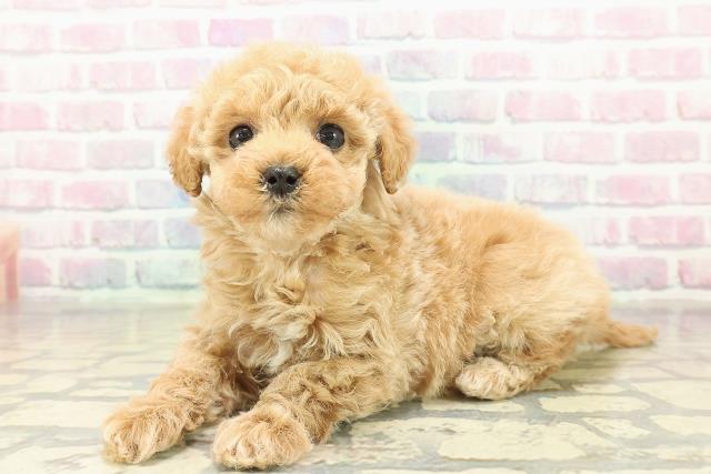 新潟県のトイプードル(トイ) (Coo&RIKUイオンモール新発田店/2025年11月9日生まれ/女の子/アプリコット)の子犬の2枚目の画像