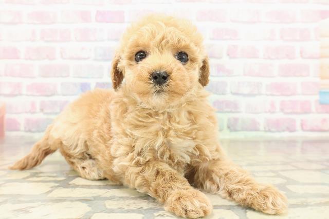 新潟県のトイプードル(トイ) (Coo&RIKUイオンモール新発田店/2025年11月9日生まれ/女の子/アプリコット)の子犬の3枚目の画像