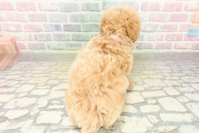 新潟県のトイプードル(トイ) (Coo&RIKUイオンモール新発田店/2025年11月9日生まれ/女の子/アプリコット)の子犬の4枚目の画像