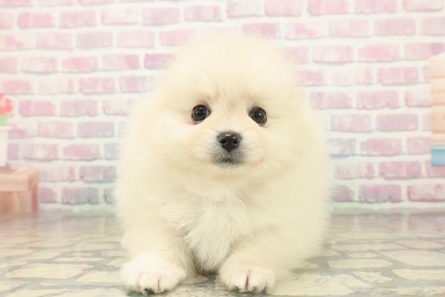 東京都のポメラニアン (Coo&RIKU広尾店/2025年11月5日生まれ/女の子/クリーム)の子犬の1枚目の画像