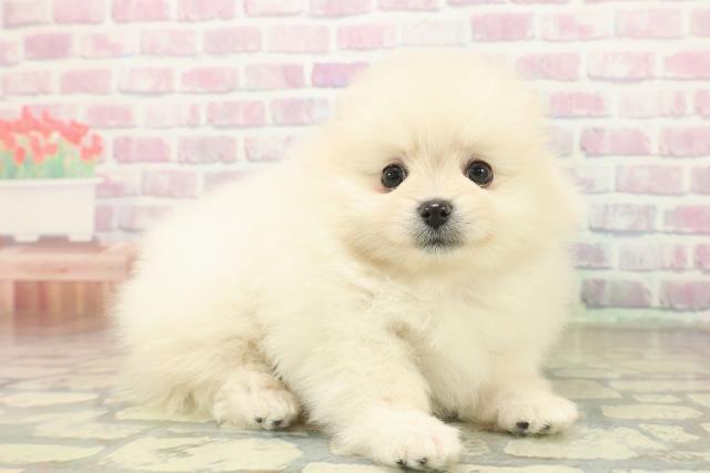 東京都のポメラニアン (Coo&RIKU広尾店/2025年11月5日生まれ/女の子/クリーム)の子犬の3枚目の画像