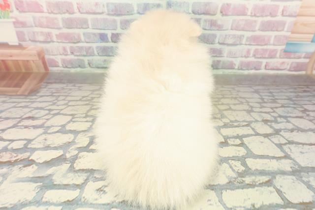 東京都のポメラニアン (Coo&RIKU広尾店/2025年11月5日生まれ/女の子/クリーム)の子犬の4枚目の画像