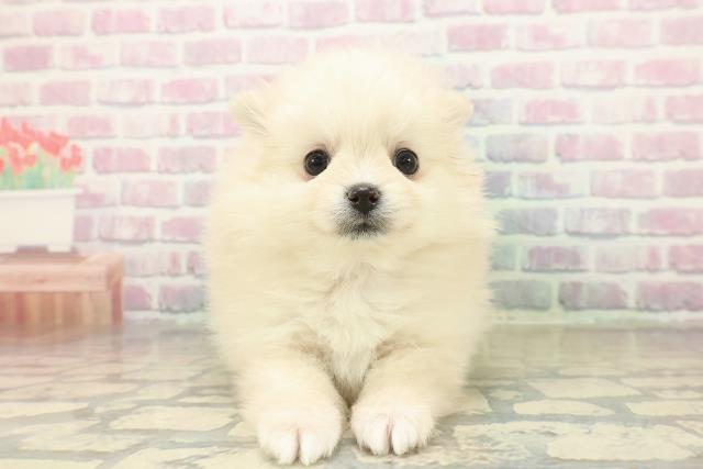 栃木県のポメラニアン (Coo&RIKU小山店/2025年11月5日生まれ/女の子/クリーム)の子犬の1枚目の画像