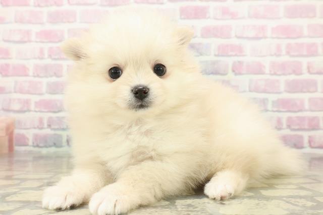 栃木県のポメラニアン (Coo&RIKU小山店/2025年11月5日生まれ/女の子/クリーム)の子犬の2枚目の画像