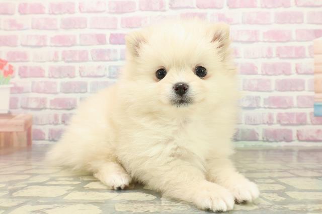 栃木県のポメラニアン (Coo&RIKU小山店/2025年11月5日生まれ/女の子/クリーム)の子犬の3枚目の画像
