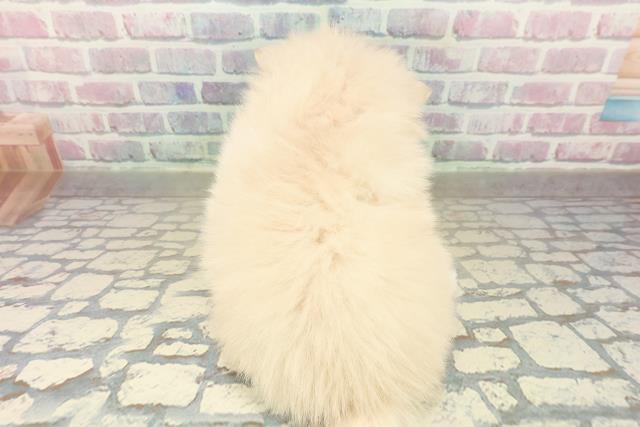 栃木県のポメラニアン (Coo&RIKU小山店/2025年11月5日生まれ/女の子/クリーム)の子犬の4枚目の画像