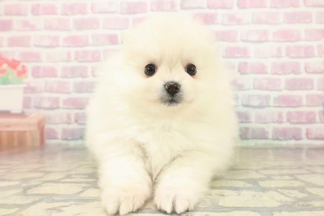 東京都のポメラニアン (Coo&RIKU武蔵小山店/2025年11月5日生まれ/女の子/クリーム)の子犬の1枚目の画像
