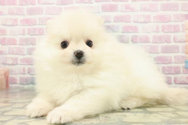 東京都のポメラニアン (Coo&RIKU武蔵小山店/2025年11月5日生まれ/女の子/クリーム)の子犬の2枚目の画像