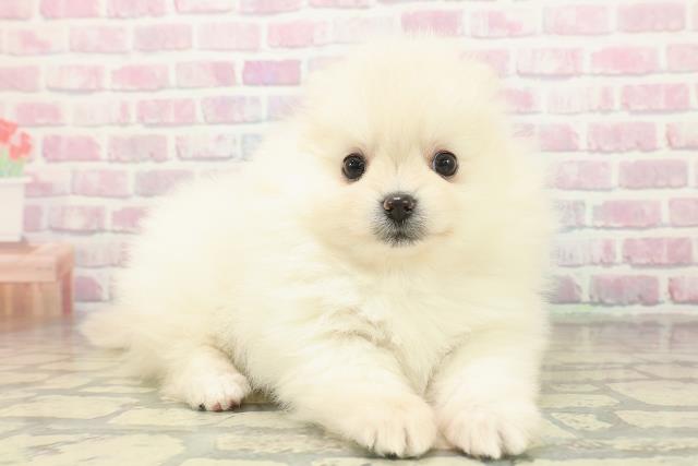 東京都のポメラニアン (Coo&RIKU武蔵小山店/2025年11月5日生まれ/女の子/クリーム)の子犬の3枚目の画像