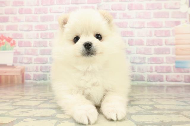 青森県のポメラニアン (Coo&RIKU八戸店/2025年11月5日生まれ/女の子/クリーム)の子犬の1枚目の画像