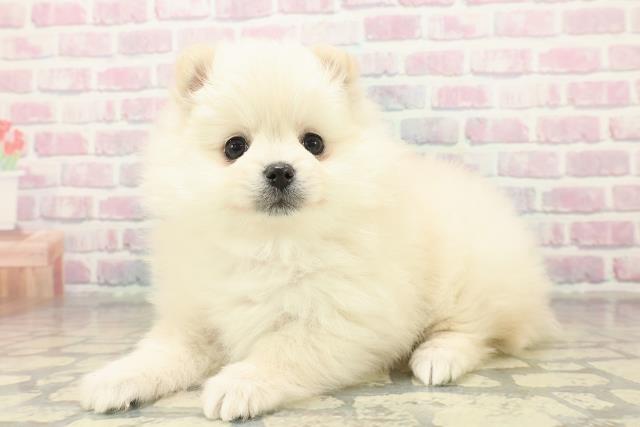 青森県のポメラニアン (Coo&RIKU八戸店/2025年11月5日生まれ/女の子/クリーム)の子犬の2枚目の画像