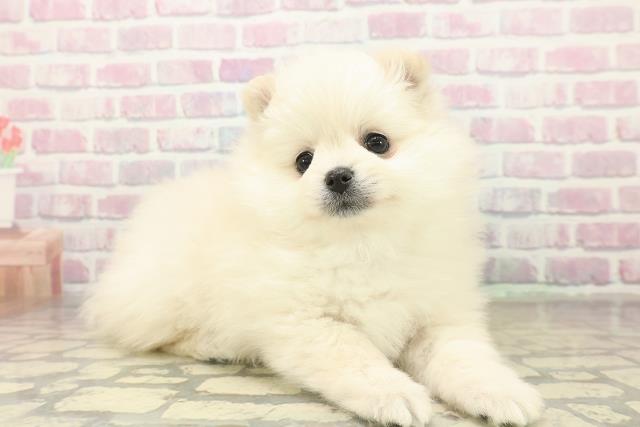 青森県のポメラニアン (Coo&RIKU八戸店/2025年11月5日生まれ/女の子/クリーム)の子犬の3枚目の画像