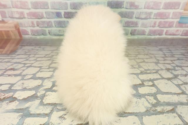 青森県のポメラニアン (Coo&RIKU八戸店/2025年11月5日生まれ/女の子/クリーム)の子犬の4枚目の画像