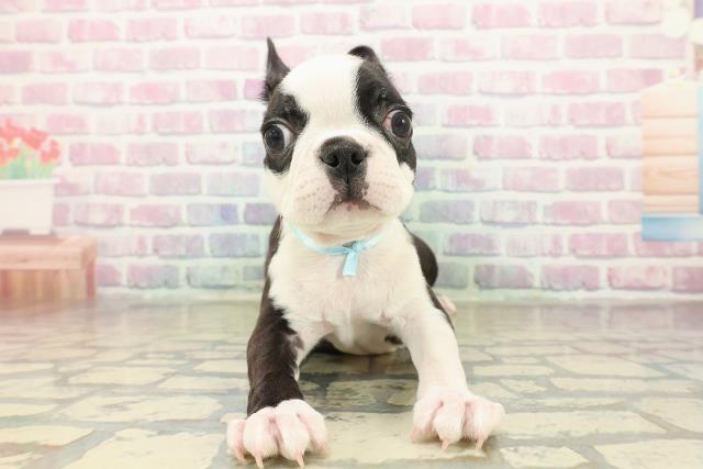 東京都のボストンテリア (Coo&RIKU武蔵小山店/2025年11月2日生まれ/男の子/ボストンカラー)の子犬の1枚目の画像