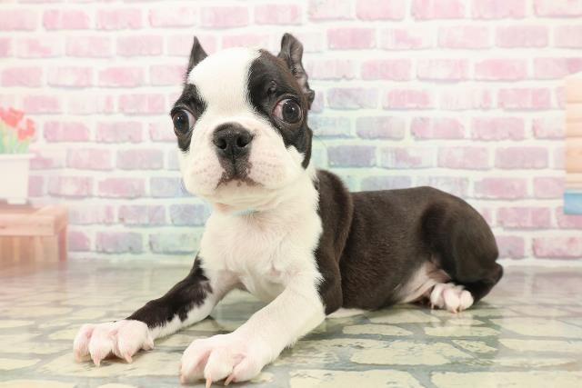 東京都のボストンテリア (Coo&RIKU武蔵小山店/2025年11月2日生まれ/男の子/ボストンカラー)の子犬の2枚目の画像