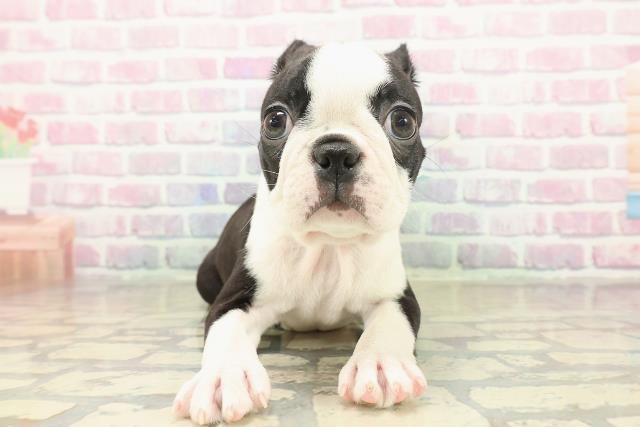 東京都のボストンテリア (Coo&RIKU新宿三丁目店/2025年11月7日生まれ/男の子/ボストンカラー)の子犬