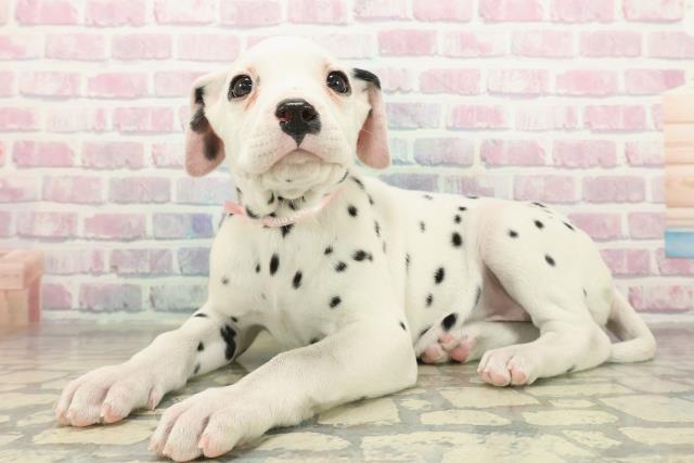 北海道のダルメシアン (Coo&RIKU札幌東店/2025年10月29日生まれ/女の子/ホワイトブラック)の子犬の2枚目の画像