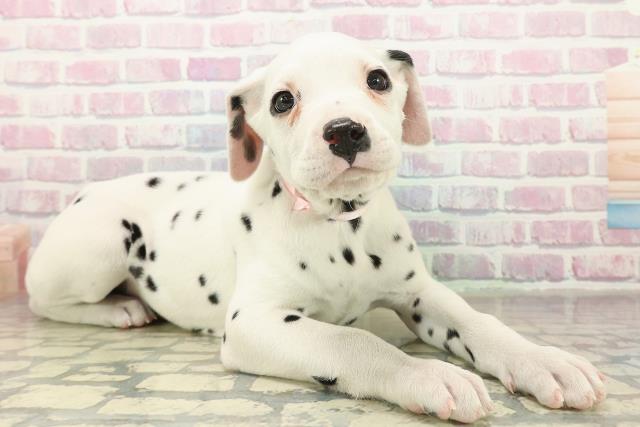 北海道のダルメシアン (Coo&RIKU札幌東店/2025年10月29日生まれ/女の子/ホワイトブラック)の子犬の3枚目の画像