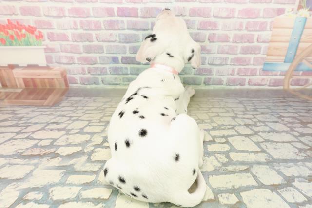 北海道のダルメシアン (Coo&RIKU札幌東店/2025年10月29日生まれ/女の子/ホワイトブラック)の子犬の4枚目の画像