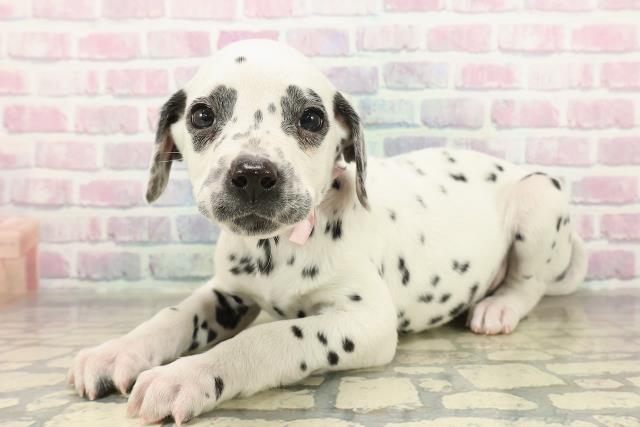 福島県のダルメシアン (Coo&RIKUいわき店/2025年10月29日生まれ/女の子/ホワイトブラック)の子犬の2枚目の画像