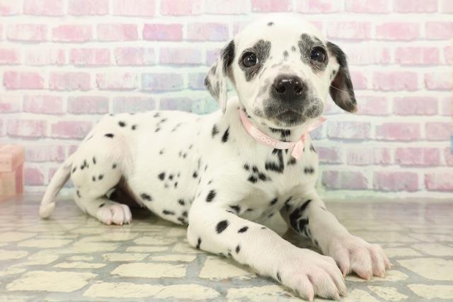 福島県のダルメシアン (Coo&RIKUいわき店/2025年10月29日生まれ/女の子/ホワイトブラック)の子犬の3枚目の画像