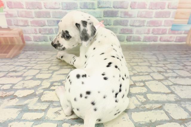 福島県のダルメシアン (Coo&RIKUいわき店/2025年10月29日生まれ/女の子/ホワイトブラック)の子犬の4枚目の画像