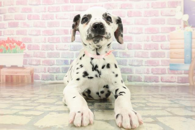 神奈川県のダルメシアン (Coo&RIKU横浜旭店/2025年10月29日生まれ/女の子/ホワイトブラック)の子犬の1枚目の画像