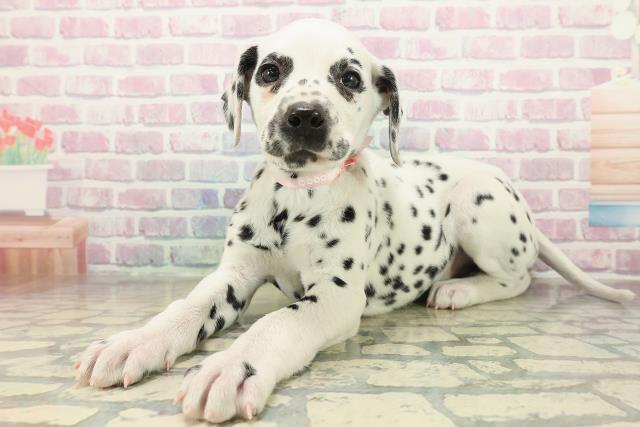 神奈川県のダルメシアン (Coo&RIKU横浜旭店/2025年10月29日生まれ/女の子/ホワイトブラック)の子犬の2枚目の画像