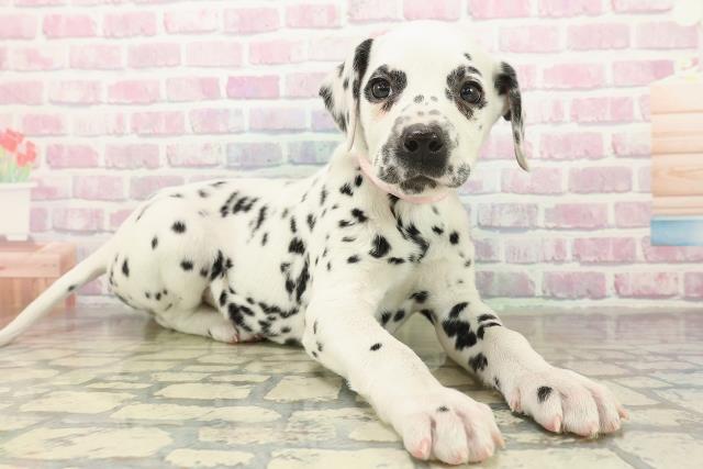 神奈川県のダルメシアン (Coo&RIKU横浜旭店/2025年10月29日生まれ/女の子/ホワイトブラック)の子犬の3枚目の画像