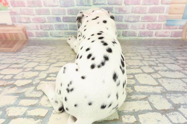 神奈川県のダルメシアン (Coo&RIKU横浜旭店/2025年10月29日生まれ/女の子/ホワイトブラック)の子犬の4枚目の画像