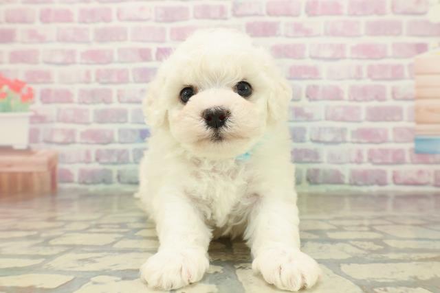 福島県のビションフリーゼ (Coo&RIKUいわき店/2025年11月9日生まれ/男の子/ホワイト)の子犬の1枚目の画像