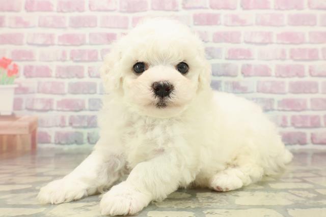 福島県のビションフリーゼ (Coo&RIKUいわき店/2025年11月9日生まれ/男の子/ホワイト)の子犬の2枚目の画像