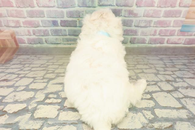 福島県のビションフリーゼ (Coo&RIKUいわき店/2025年11月9日生まれ/男の子/ホワイト)の子犬の4枚目の画像