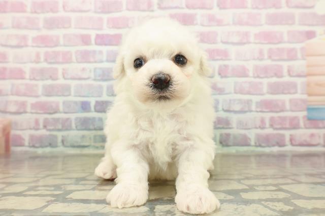 新潟県のビションフリーゼ (Coo&RIKU長岡店/2025年11月9日生まれ/男の子/ホワイト)の子犬の1枚目の画像