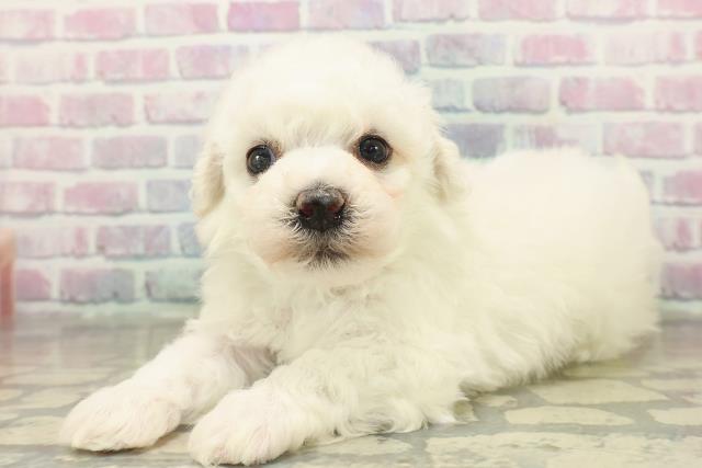 新潟県のビションフリーゼ (Coo&RIKU長岡店/2025年11月9日生まれ/男の子/ホワイト)の子犬の2枚目の画像