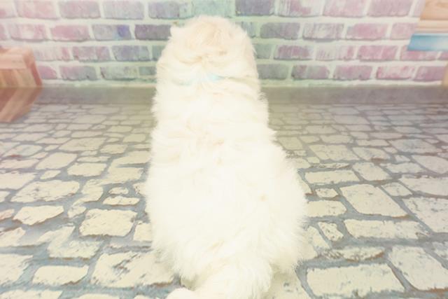 新潟県のビションフリーゼ (Coo&RIKU長岡店/2025年11月9日生まれ/男の子/ホワイト)の子犬の4枚目の画像