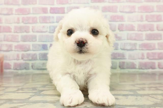 新潟県のビションフリーゼ (Coo&RIKU上越店/2025年11月9日生まれ/男の子/ホワイト)の子犬の1枚目の画像