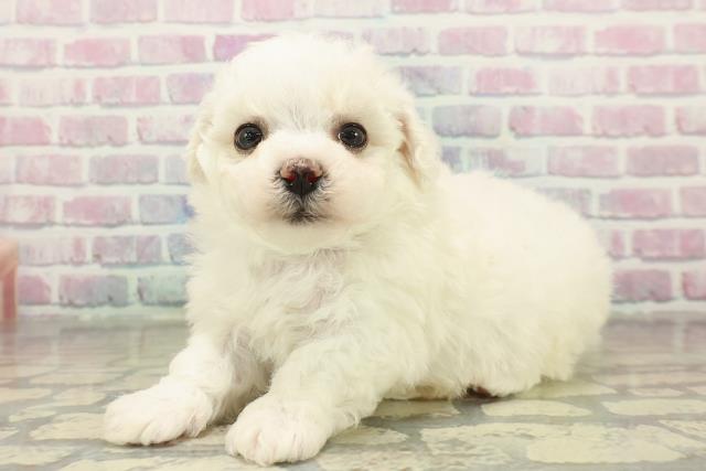 新潟県のビションフリーゼ (Coo&RIKU上越店/2025年11月9日生まれ/男の子/ホワイト)の子犬の2枚目の画像