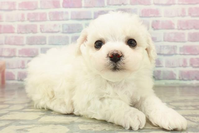 新潟県のビションフリーゼ (Coo&RIKU上越店/2025年11月9日生まれ/男の子/ホワイト)の子犬の3枚目の画像