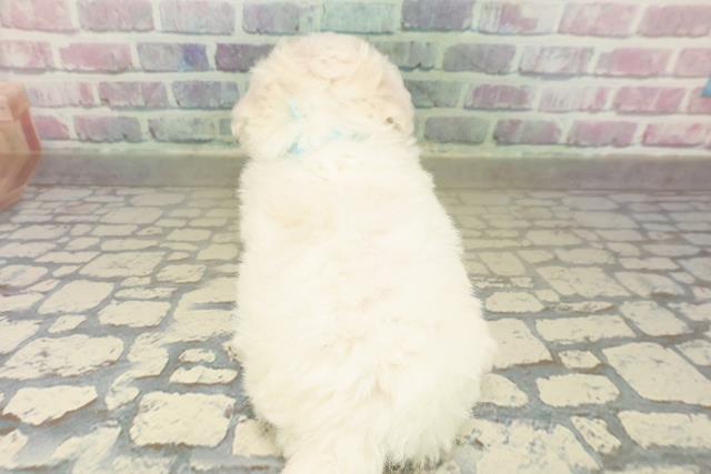 新潟県のビションフリーゼ (Coo&RIKU上越店/2025年11月9日生まれ/男の子/ホワイト)の子犬の4枚目の画像