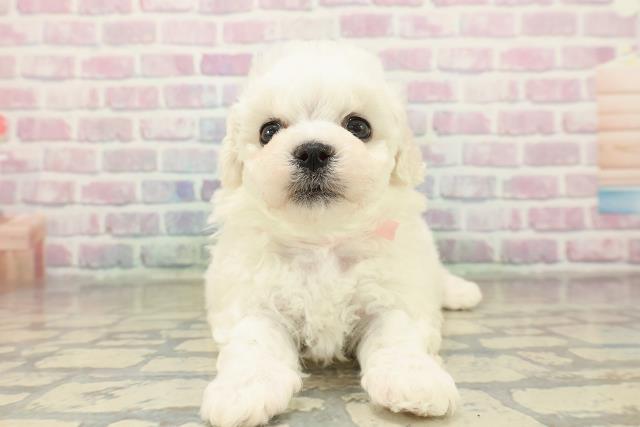 長野県のビションフリーゼ (Coo&RIKU松本店/2025年11月9日生まれ/女の子/ホワイト)の子犬の1枚目の画像