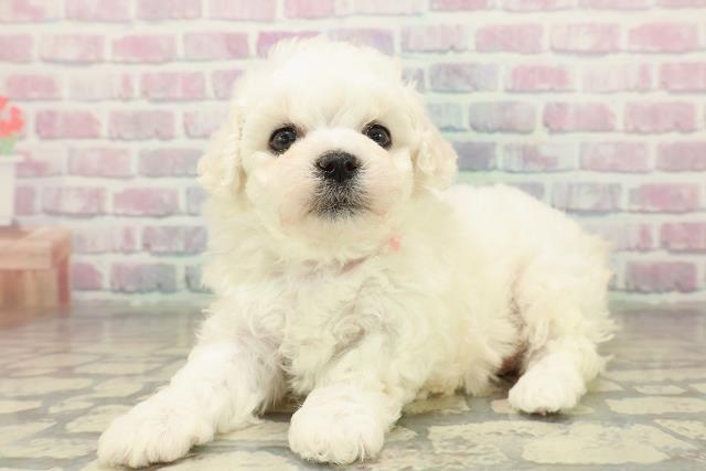 長野県のビションフリーゼ (Coo&RIKU松本店/2025年11月9日生まれ/女の子/ホワイト)の子犬の2枚目の画像