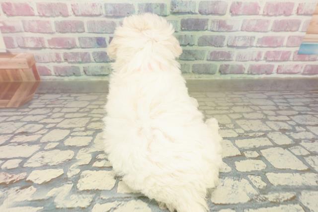 長野県のビションフリーゼ (Coo&RIKU松本店/2025年11月9日生まれ/女の子/ホワイト)の子犬の4枚目の画像