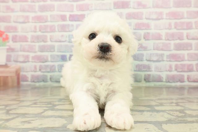 埼玉県のビションフリーゼ (Coo&RIKUヤオコー幸手店/2025年11月9日生まれ/女の子/ホワイト)の子犬の1枚目の画像